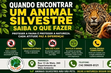 Quando Encontrar um Animal Silvestre