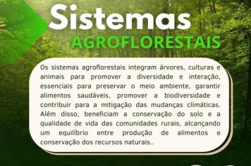 Sistema Agroflorestais 