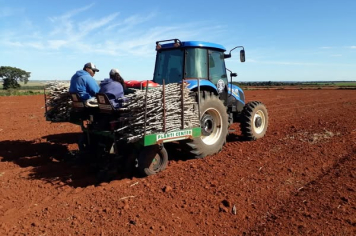 Patrulha Agrícola Realiza Plantio de Mandioca no Banco da Terra