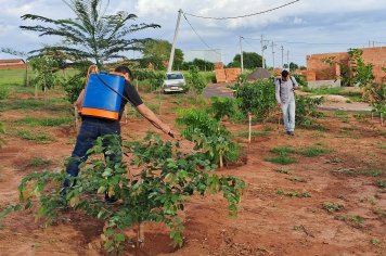 Manejo em Áreas de Reflorestamento é realizado pelo Departamento Municipal de Meio Ambiente