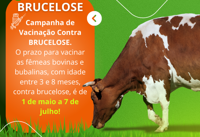 Campanha de Vacinação contra BRUCELOSE