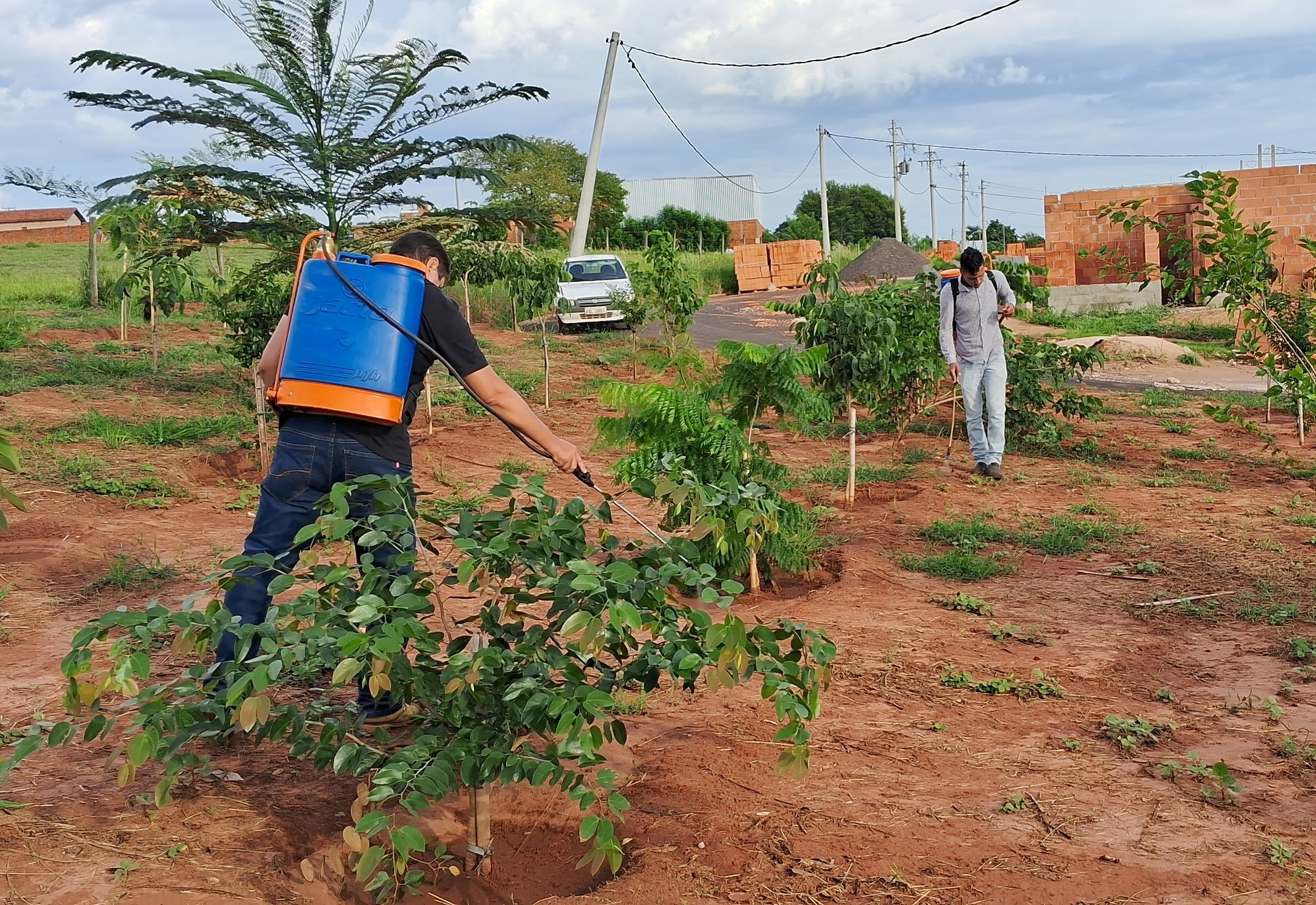 Manejo em Áreas de Reflorestamento é realizado pelo Departamento Municipal de Meio Ambiente